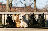 SCOTTISH TERRIER 156